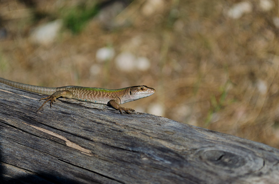 _DSC1099 intera.jpg