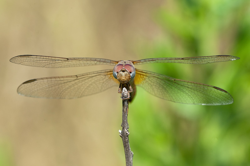 _DSC14496 ps.jpg