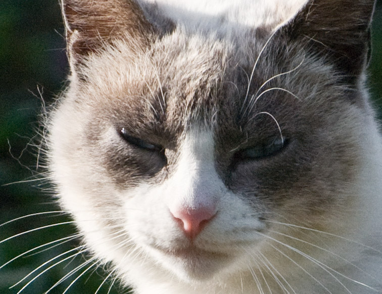 _DSC2277crop.jpg