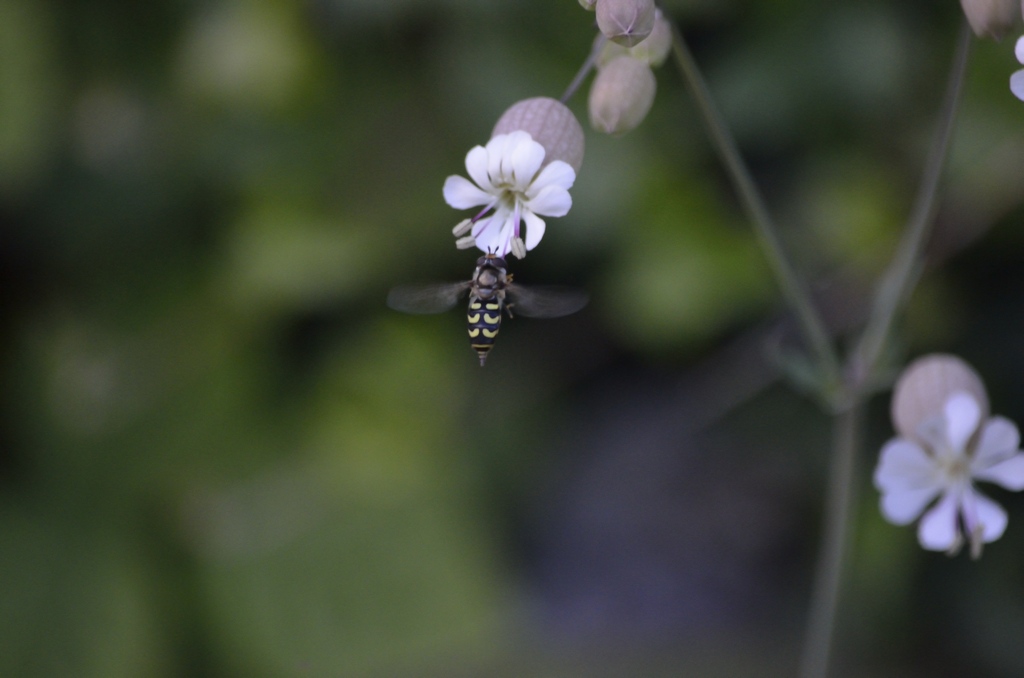 _DSC5282resize.jpg