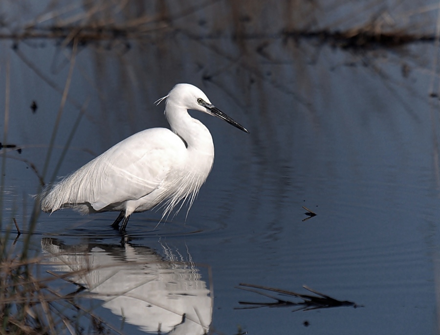 _DSC6285-crop.jpg