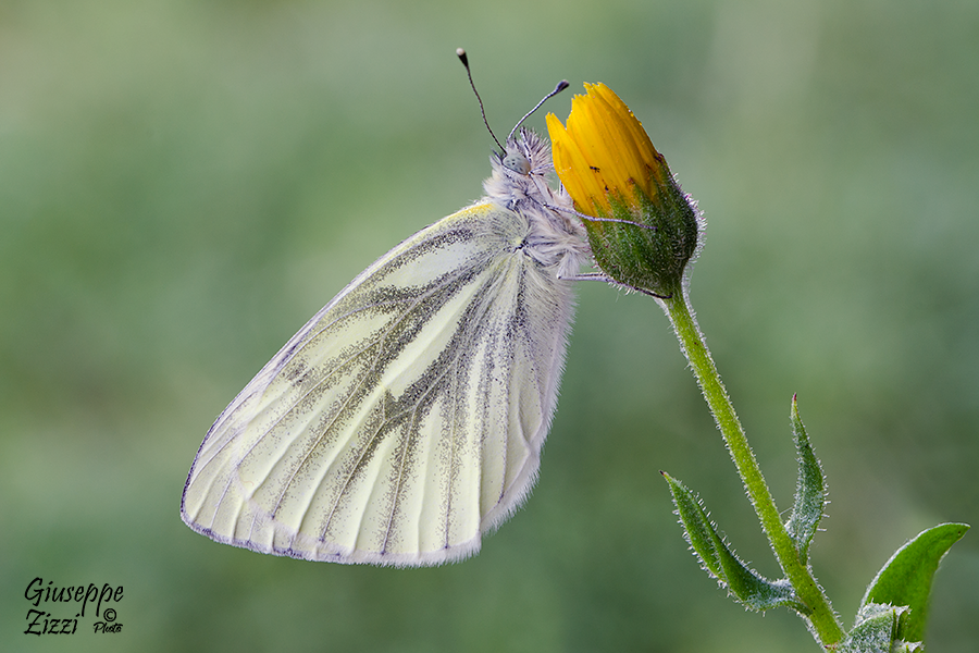 _DSC9020.png