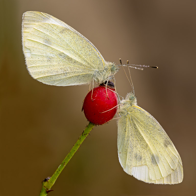 _IGP0800-Modifica2.jpg