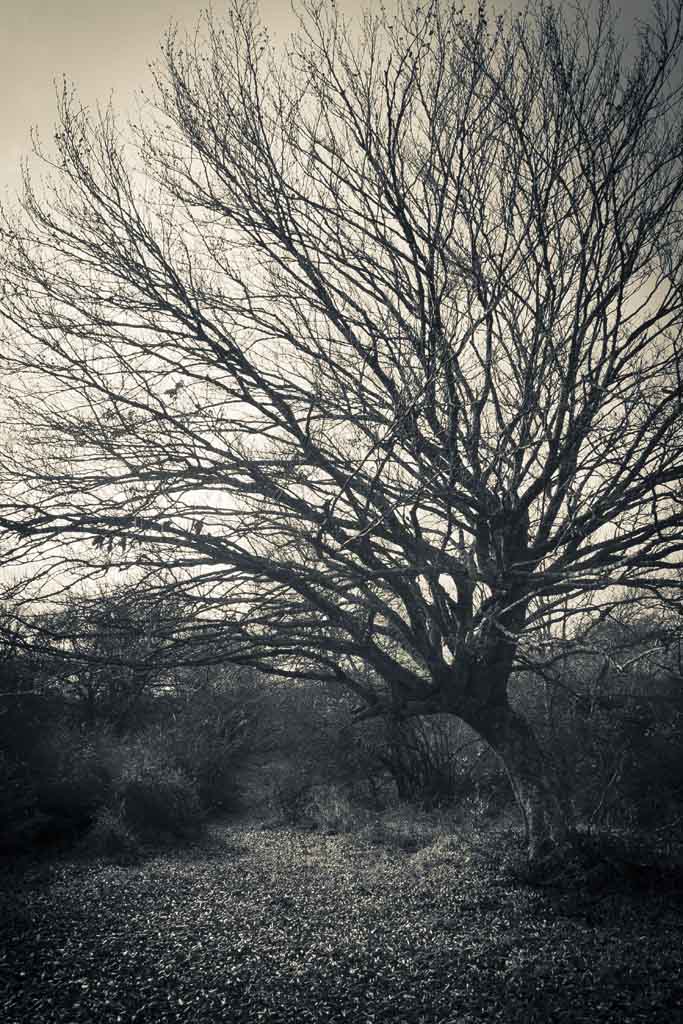 _IMG_5010.jpg