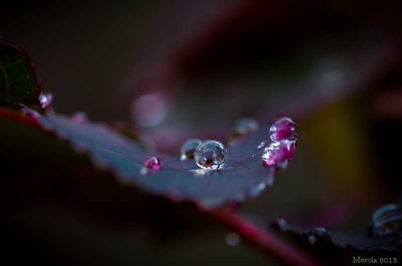 _K5_3490.JPG