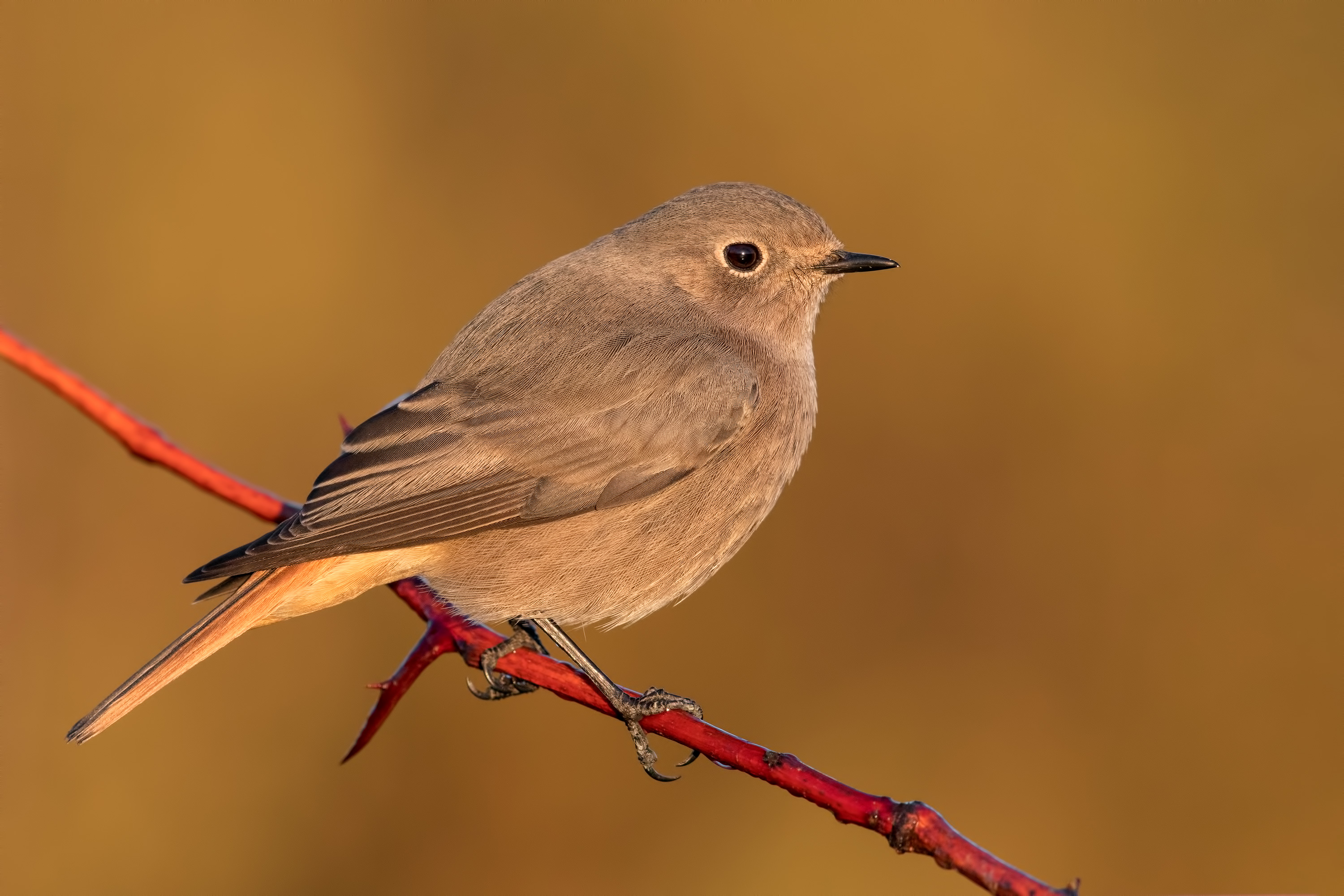 _MAG4075_3000px.jpg