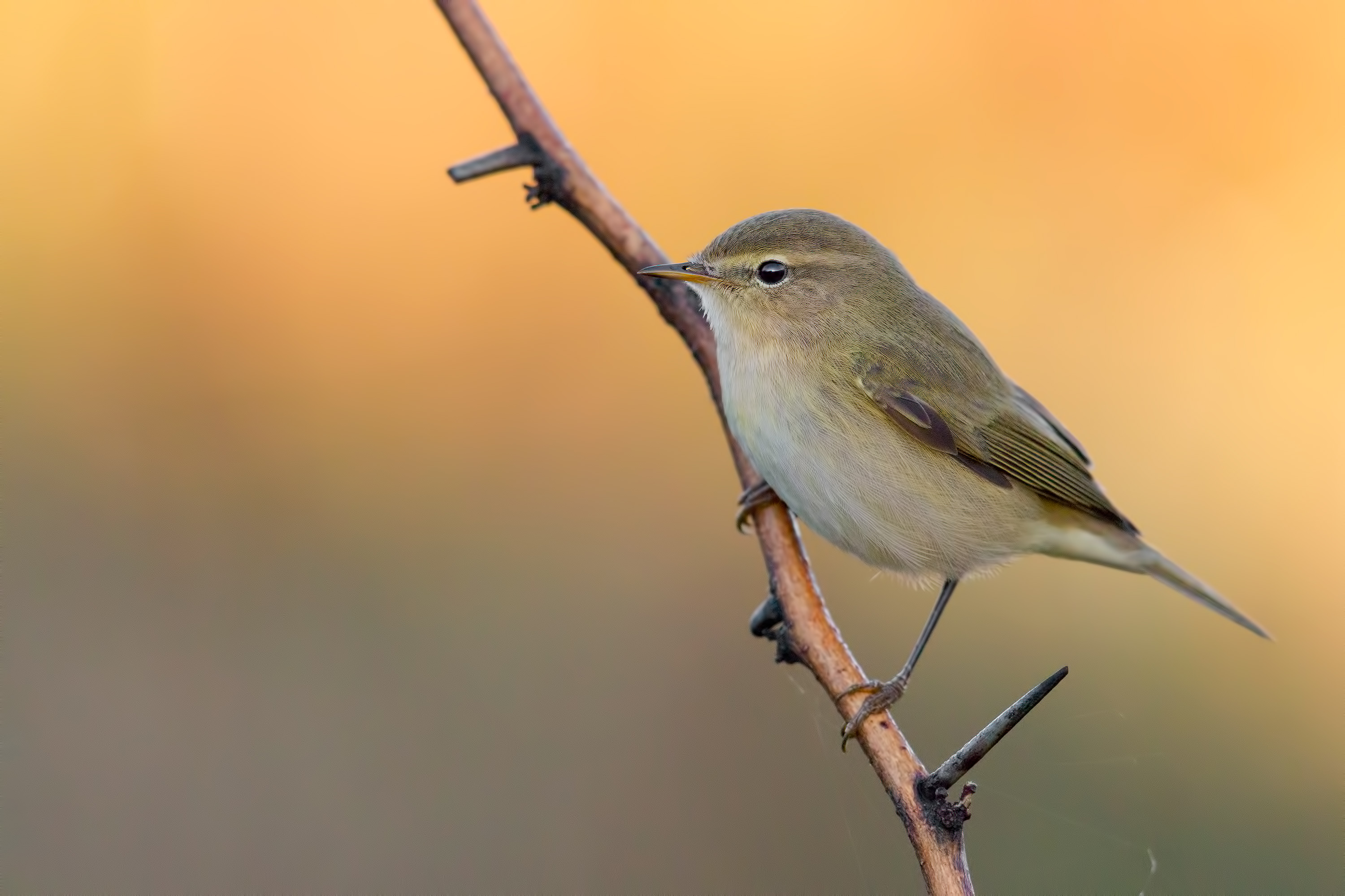 _MAG4279_3000px.jpg
