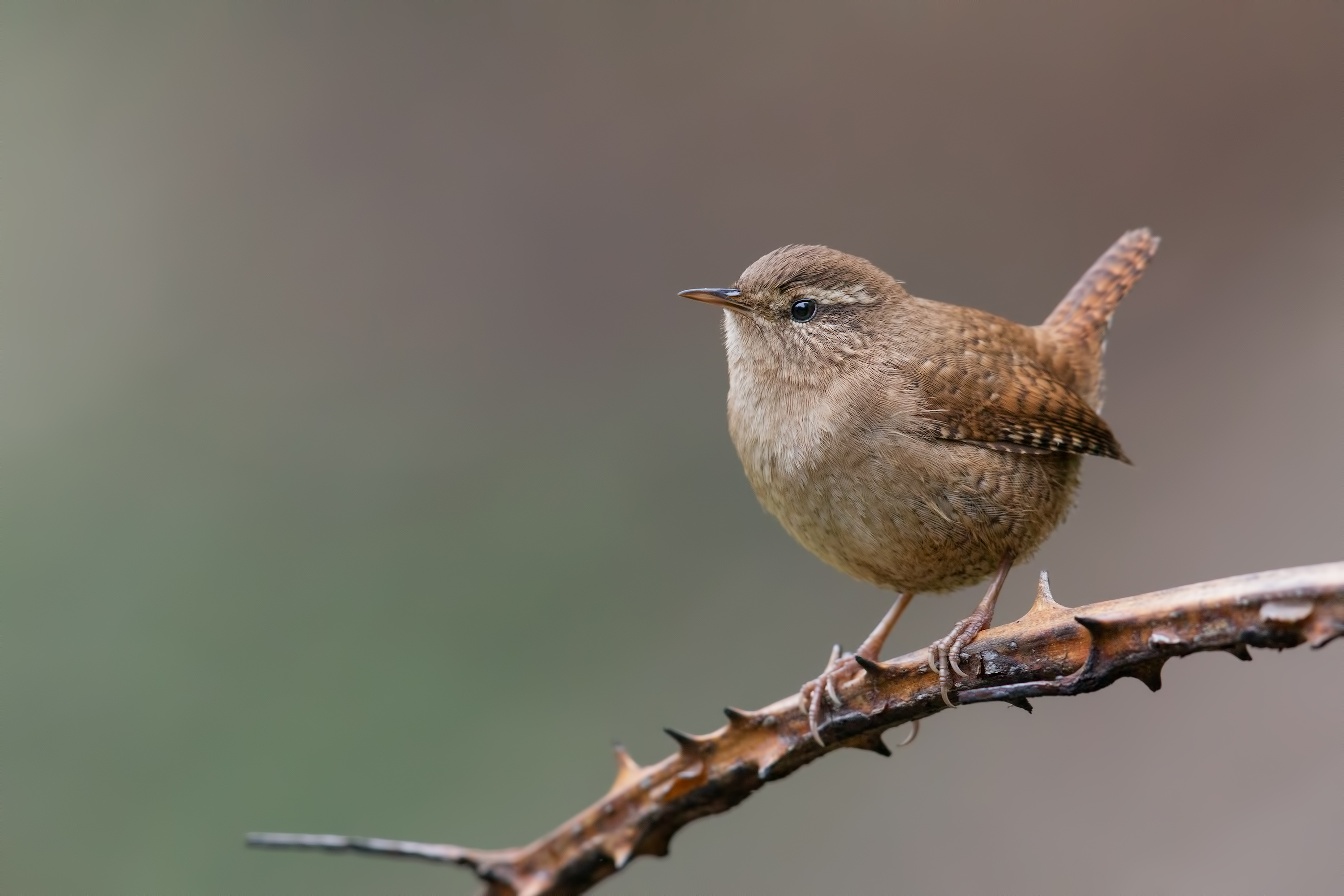 _MAG6683_3000px.jpg