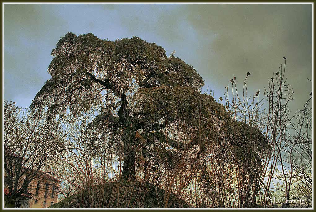 _MG_0010-1albero-delle-streghe2.jpg