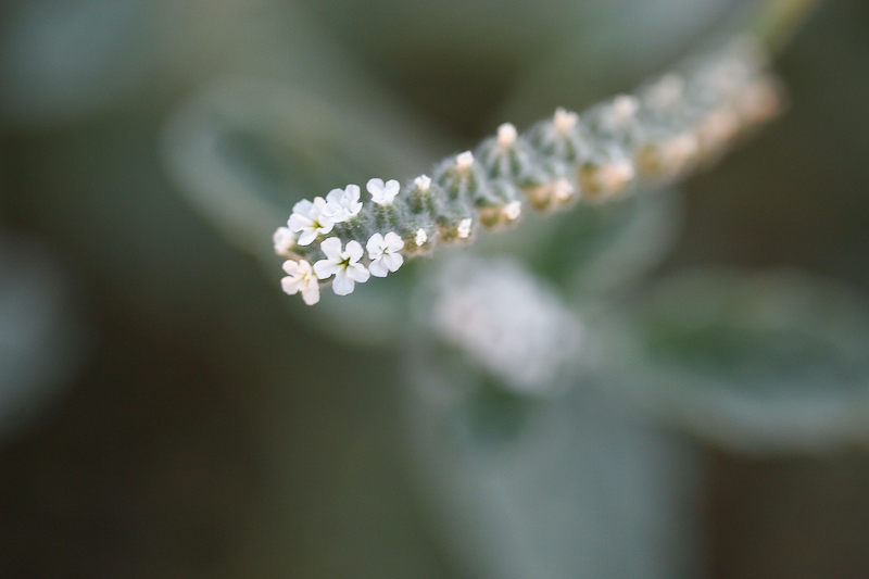 _MG_0422.jpg