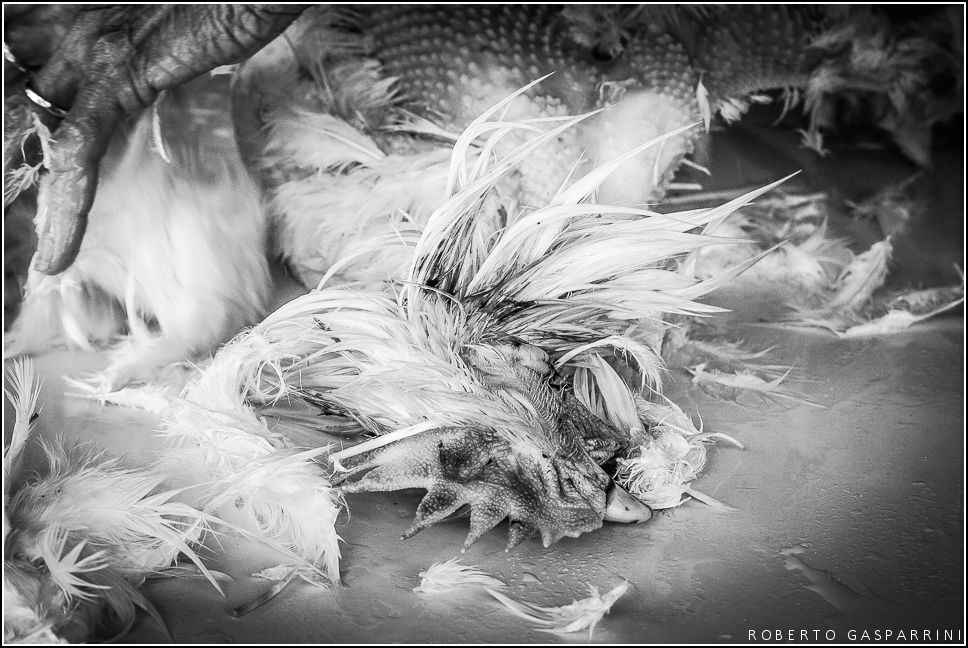 _MG_0929.jpg