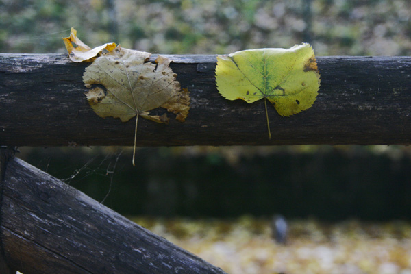 _MG_3195.jpg