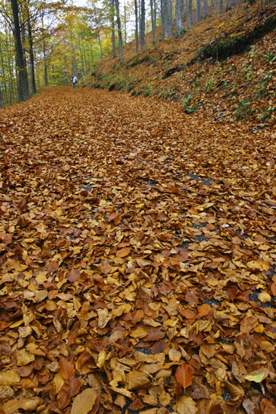 _MG_3205.jpg