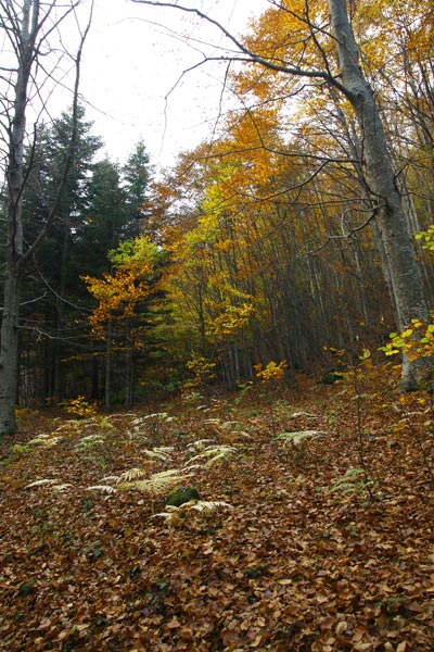 _MG_3211.jpg