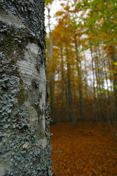 _MG_3222.jpg