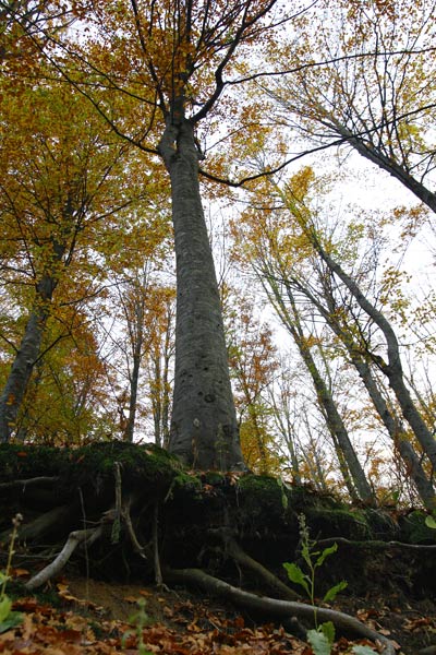 _MG_3228.jpg