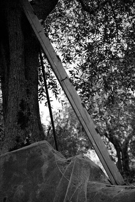 _MG_3301.jpg