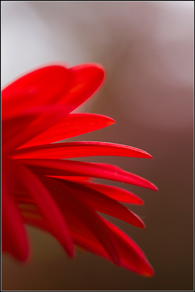 _MG_3764_rosso.jpg