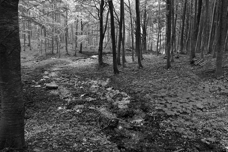 _MG_3975.jpg