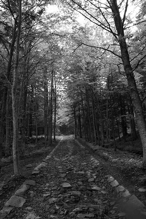 _MG_3998.jpg