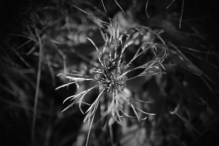 _MG_4082.jpg