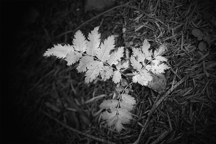 _MG_4092.jpg