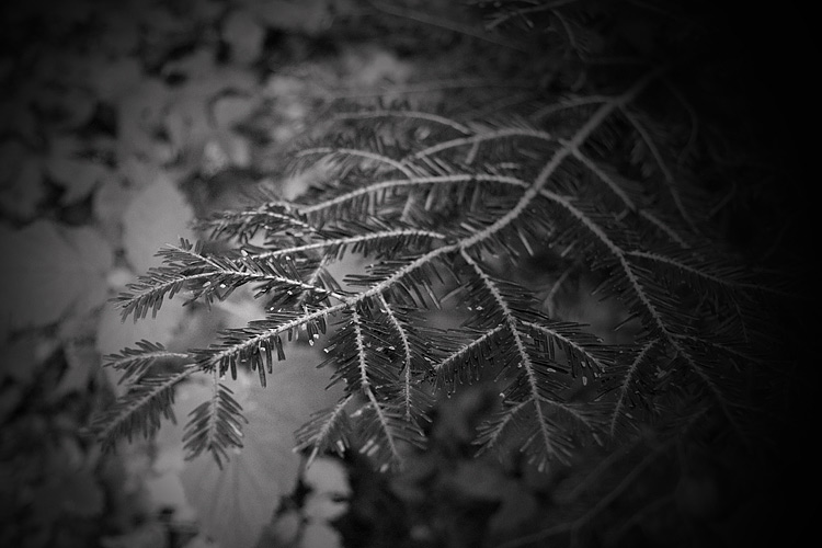 _MG_4093.jpg