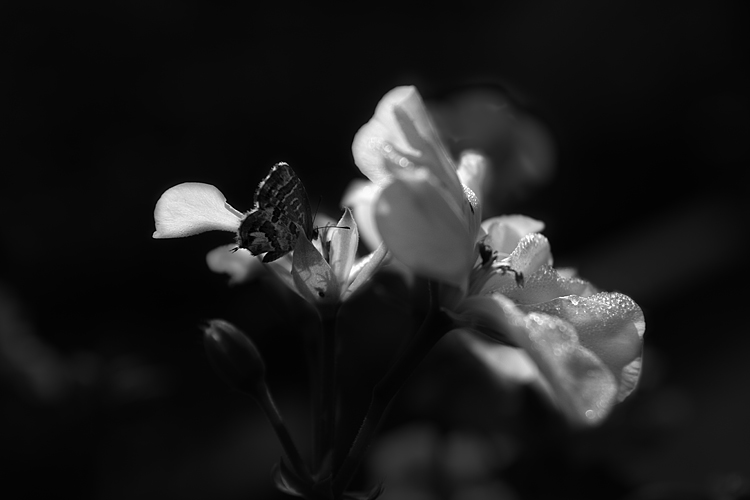 _MG_4101.jpg