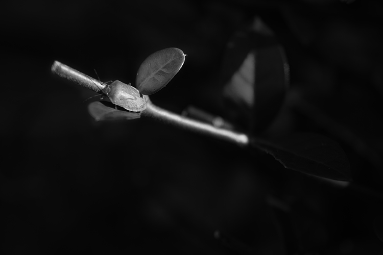 _MG_4115.jpg