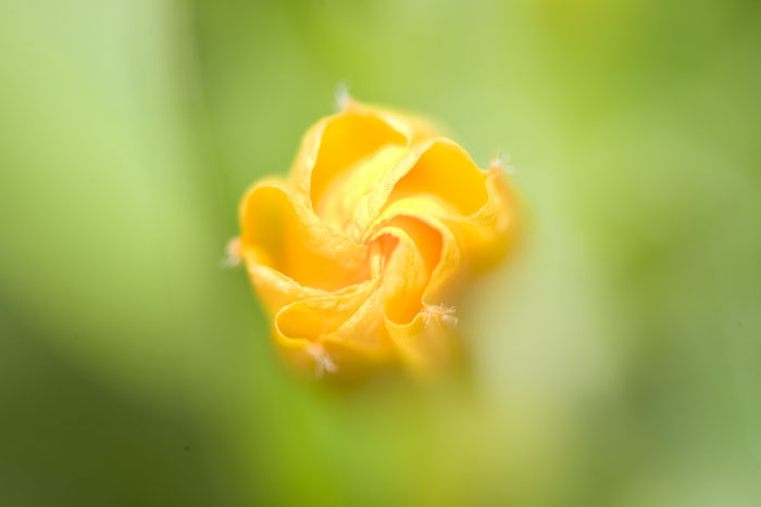 _MG_4243.jpg
