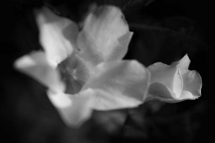 _MG_4255.jpg