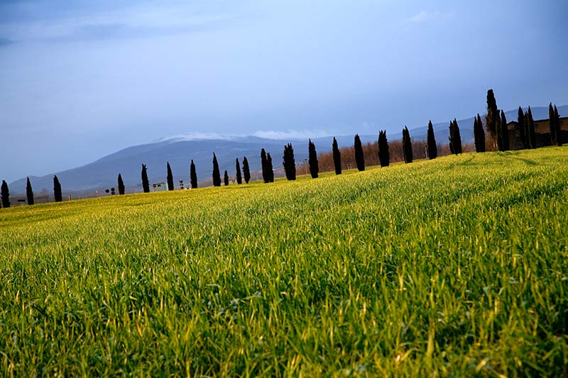 _MG_4517.jpg