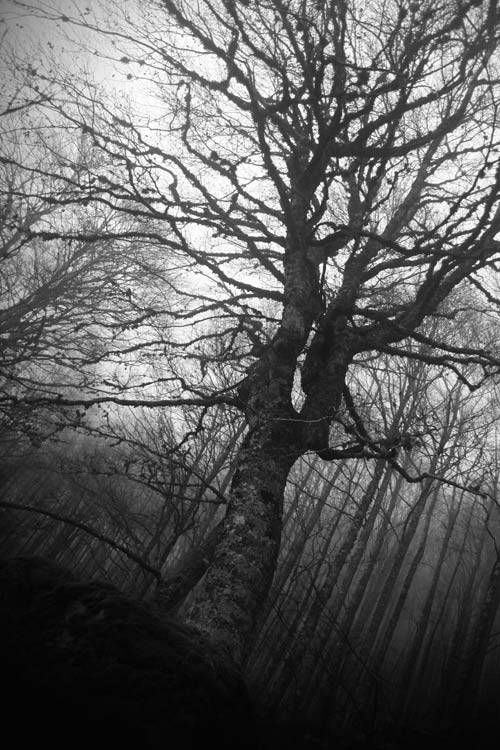 _MG_4621.jpg