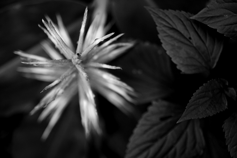 _MG_5172.jpg