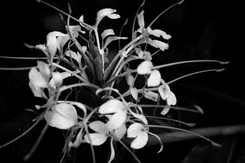 _MG_5173.jpg
