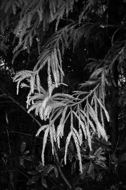 _MG_5176.jpg