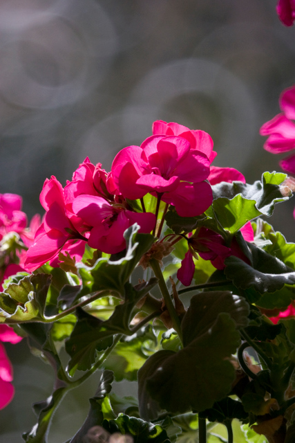 _MG_5404.jpg