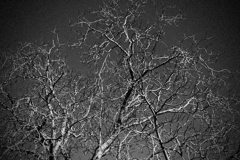 _MG_5665.jpg