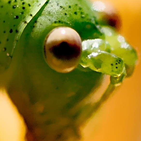 _MG_5692_dettaglio.jpg