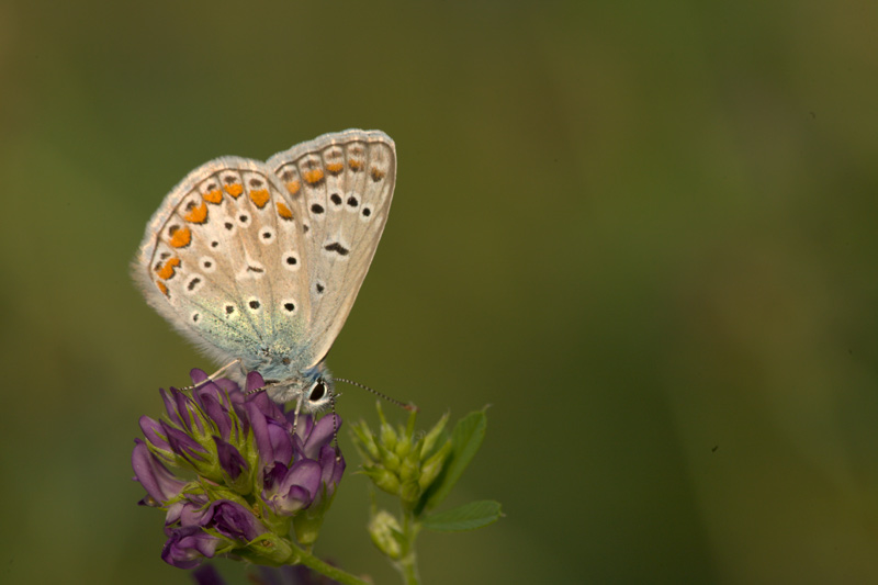 _MG_6089.jpg