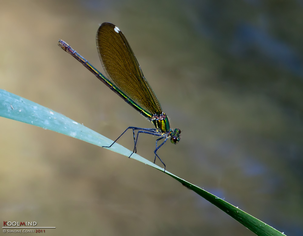 _MG_6816-L.jpg