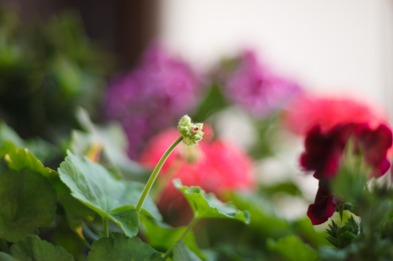 _MG_7224.jpg