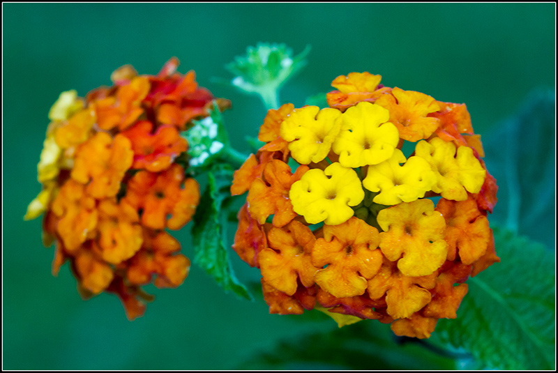 _MG_8094_Forum.jpg