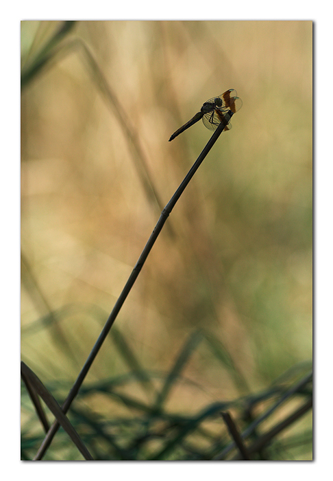 _MG_9773-01 copia.jpg