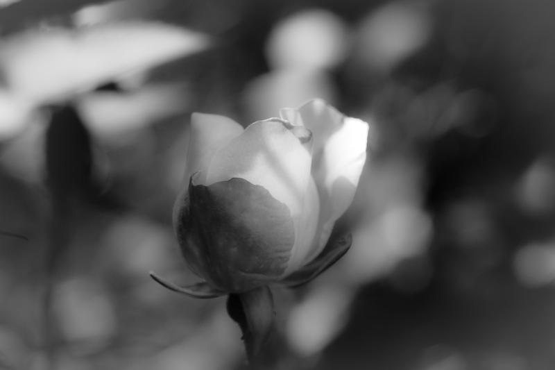 _MG_9800.jpg