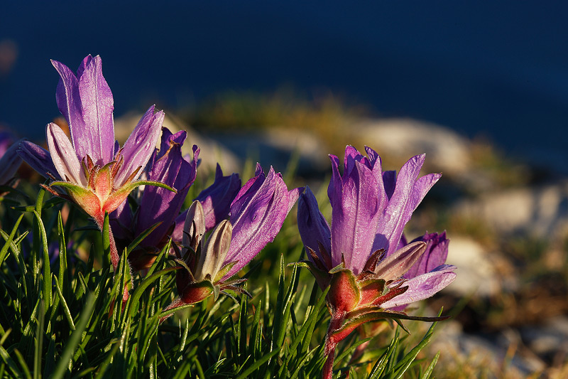 _PAO3752-Flora.jpg