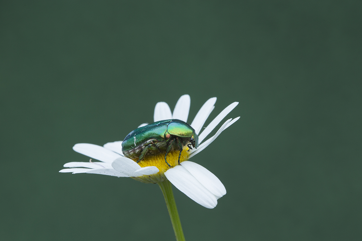 _V6A1770.Cetonia-aurata1200-.jpg