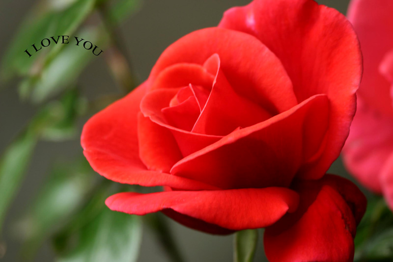 a-rose-for-you.jpg