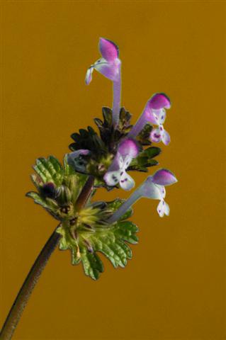 a (Small).jpg