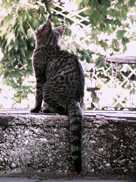 A Caccia.JPG